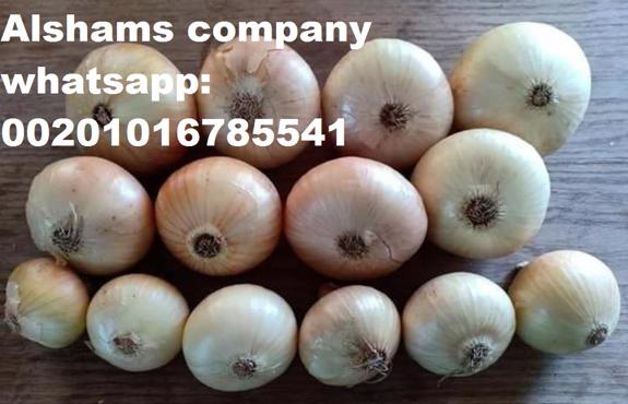 Public product photo - we exporter of Egypt alshams company for general import and export agricultural crops.
 -We would like to offer our Fresh golden onions 
Origin: Egypt🇪🇬
Specification : 
packing : 25 kilo gram per bag
 Class 1 🤩🤩💯💯
For more information Plz contact With us
Whatsapp/ 00201016785541
Email /alshams.info@yahoo.Com
Sales manager
Mrs / donia mostafa
